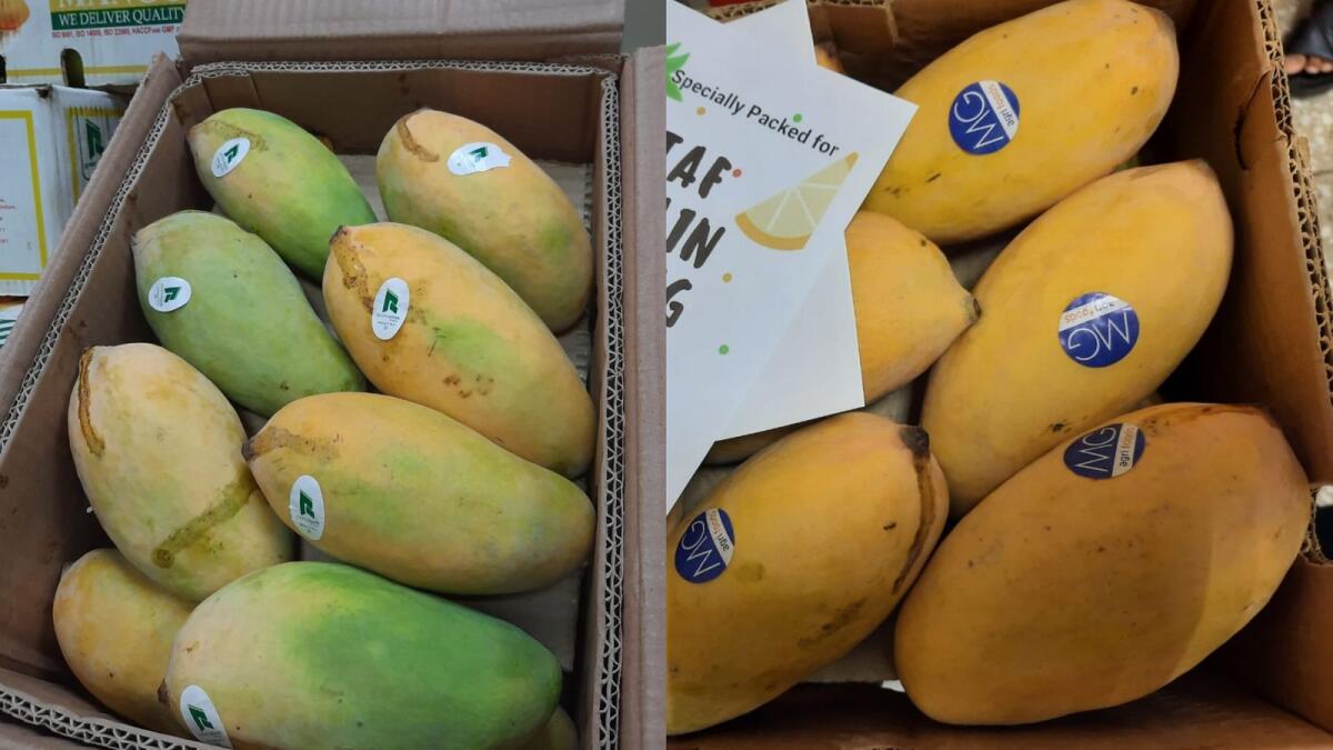 Pakistani Mangoes Arrive in UAE